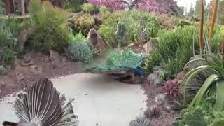 मोर मोरनी का संभोग peacock mating birds video Animal video