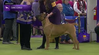 Cane Corso | Breed Judging 2025