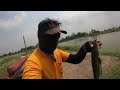 หนีช่อนคลอง...ไปลองช่อนบ่อ ตกปลาช่อน ปลาช่อนใหญ่ ช่อนบุฟเฟ่ต์ fish battleep.43