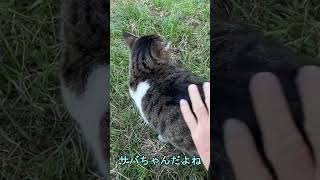 【地域猫のサバ】「ある言葉」で突然赤ちゃん声変身！？急に甘えだした！仲間猫に遠慮していたのかな？【オリジナル曲】#shorts#cat#猫動画