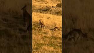 #mountains #animals #ytshots #travel #nature #amazing #shortvideo