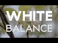 After Effects Tutorial: Fixing White Balance