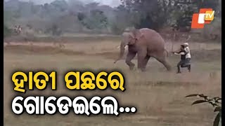 Elephant Herd Enters Village, Eats Crops In Mayurbhanj