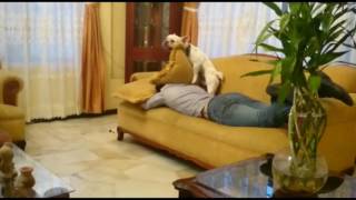 Perro juega con una almohada