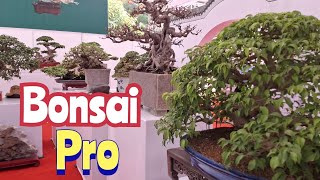 ZBV-Đ T6:Không gian bonsai ,suiseiki, đồ gốm cổ đỉnh của chóp tại TL Đầm Trành 2025 888 cổ linh HN