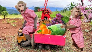 Farmer Bim Bim and baby monkey Obi harvest fruit at the farm