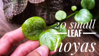 Must see! Hoya plants with adorable and precious leaves