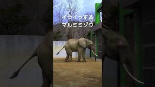 イライラするマルミミゾウ #shorts