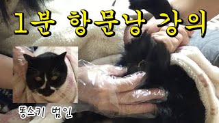 완전 시원한 고양이 항문낭 짜기🔥#항문낭 #똥스키