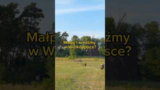 Małpy i wiedźmy w Wielkopolsce? Tak! #shorts #wielkopolska #osieczna #atrakcje #ciekawostki