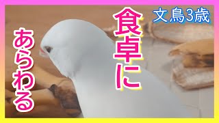 【文鳥3歳9か月⑧】ペタンコ座り～朝の食卓～君のではない チョコはダメ3代目文鳥ピーちゃん 癒し系動物 Java sparrow