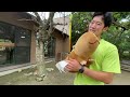 飼育員になでなでされて超ご機嫌なプレーリードッグに急展開w capybara plush toy and animals.