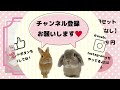 【うさぎの非常用セット】もし災害が起きたらペットは・・・？