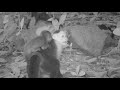 Capuchin monkeys are abducting baby howlers. But why?