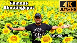 famous Shootingspot sunflower garden sambavarvadagarai yengadapora travel vlog4k dronevideo