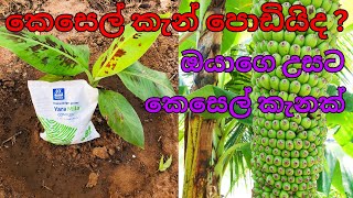 ලොකු කෙසෙල් කැන් ගන්නේ මෙහෙමයි /