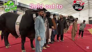 Alhumdulilah Sold Out 🔥KARAYEL ❤️ \u0026 ROCKY❤️TO JIBRAN CATTLE FARM