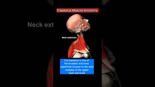 Trapezius Muscle 3D Animation | Medical | #ytshort #3d