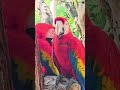 Scarlet macaw parrots Xcaret park Playa del Carmen Mexico tropical Caribbean jungle bird life #red