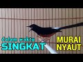 Dalam Waktu Singkat MURAI LANGSUNG NYAUT✅ Pancingan Murai Batu  Agar Gacor✅