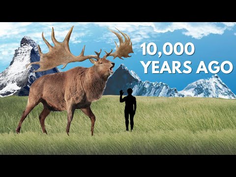 Are there any Irish elk left?