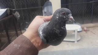 Sebay wala cheena bcha jo pkra tha aj khol dea | Rana Rashid Ali pigeons  |