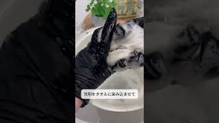 【ソファのシミ綺麗にします✨】よだれとか飲みこぼしたやつとか、気になるシミには試してみて！#shorts