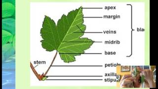 HLT 101:  Leaf Anatomy