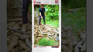 14 फीट लंबा किंग कोबरा, बगहा के रिहायशी इलाके में पहुंचा #snake #kingcobra #bagaha #cobra