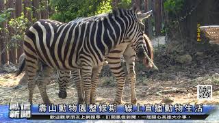 1100531鳳信新聞 壽山動物園整修期 線上直播動物生活