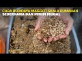 Cara Budidaya Maggot BSF Skala Rumahan Tutorial Lengkap dan Jelas