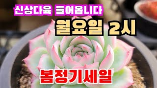 [인천다육]❤️내일2시 산지직송 신상다육이 세일판매합니다 🏡인천 남동구 호구포로400 ☎️ 010-5316-7402