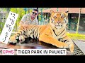 Tiger 🐅 Park in Phuket || having fun with a huge Tiger (EP#4)