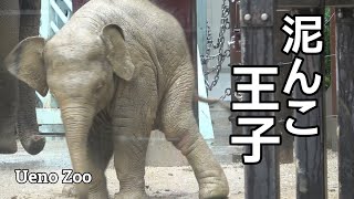 Prince muddy Arun on a rainy day he lies down on purpose and can't get up! [Ueno Zoo, Tokyo]