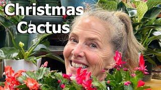 🎄🌺🌵 Christmas Cactus - Grow Your Own Holiday Decor! 🌵🌺🎄 #christmascactus #flowers