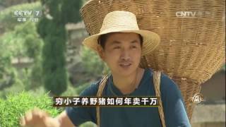 20160922 致富经  穷小子养野猪如何年卖千万