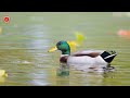 real duck sounds high quality cute duck experience 4k