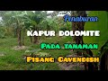 Penaburan Kapur Dolomite Pada Tanaman Pisang Cavendish ~ Yuyun Hariyani