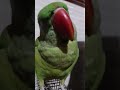 mittoo parrot sitaram parrottalking parrotlover cute parrotmedia trending viralvideo