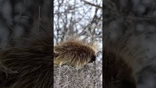 Hanging Porcupine #shorts #watch #wildlifewatch