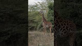Wildlife of Africa 4K - Scenic Relaxation Film With Nature Sounds