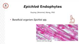 Endophytes in Turfgrass