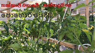 tomato 02 / තක්කාලි වගාව කප්පාදුව හා පොහොර යෙදීම /How To Grow tomato