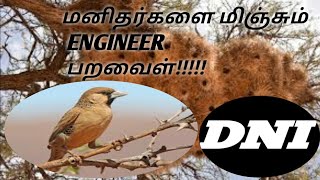 மனிதர்களை மிஞ்சும் ENGINEER பறவை!!!!!