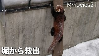 Rescue the Red Panda 堀に下りたレッサーパンダ 飼育員さんが救出