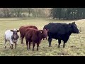 video 2024 12 04 19 24 54 11 cows