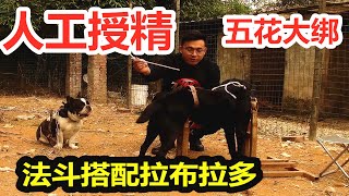 拉布拉多犬和法国斗牛犬配种相亲，体型悬殊只好五花大绑，进行“人工授精”