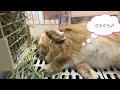 うさぎが飼い主に話しかけている時の行動