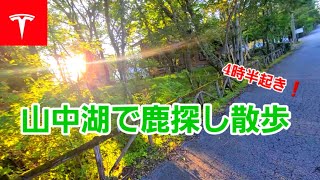 [テスラで山中湖] 野生の鹿探し散歩！・・・果たして鹿に出会えるのか？