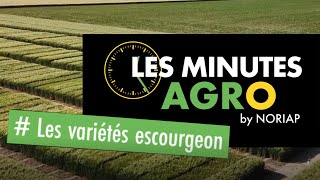 NORIAP - LES MINUTES AGRO - VISITES DES ESSAIS NOUVELLES VARIÉTÉS ESCOURGEON